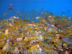 a lot of fishes by Svetoslav Dimitrov 
